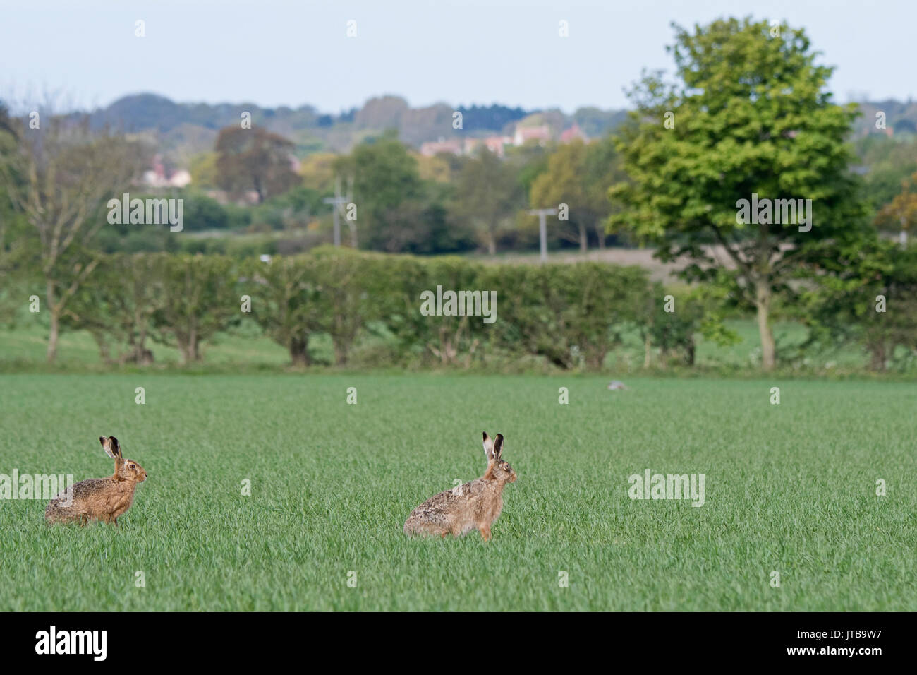 Brown lepre Lepus europaeus sul campo arabile di grano in primavera North Norfolk Foto Stock