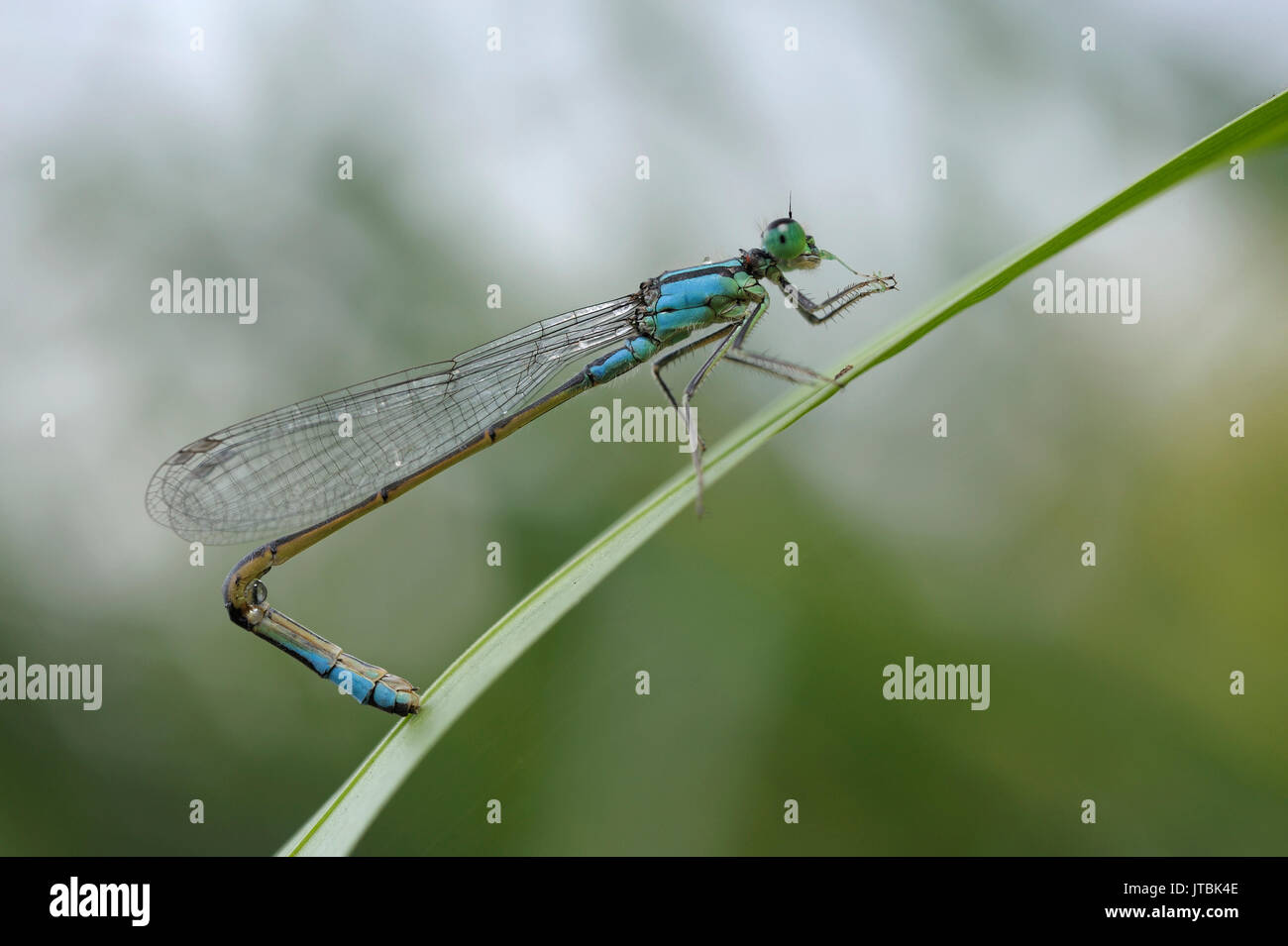 Damselfly, con una coda ricurva, seduto su un impianto di stelo e mangiare pezzo di preda. Fiume Irpen vicino a Kiev, Ucraina Foto Stock
