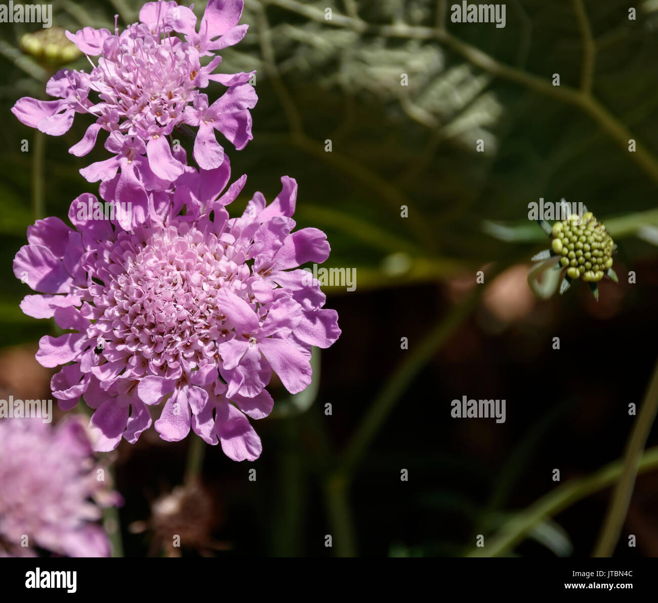 Grandi fiori di colore rosa su sfondo sfocato Foto Stock