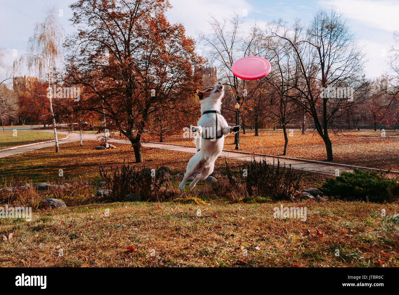 Il salto del cane in autunno (autunno) parco giocando con un disco volante Foto Stock