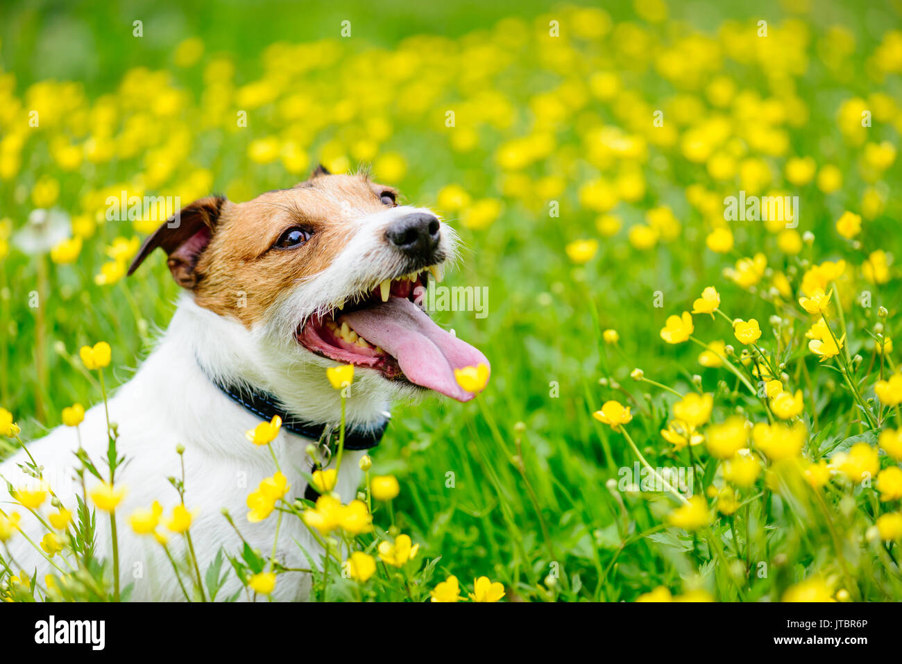 Felice friendly dog sitter tra fiori gialli Foto Stock