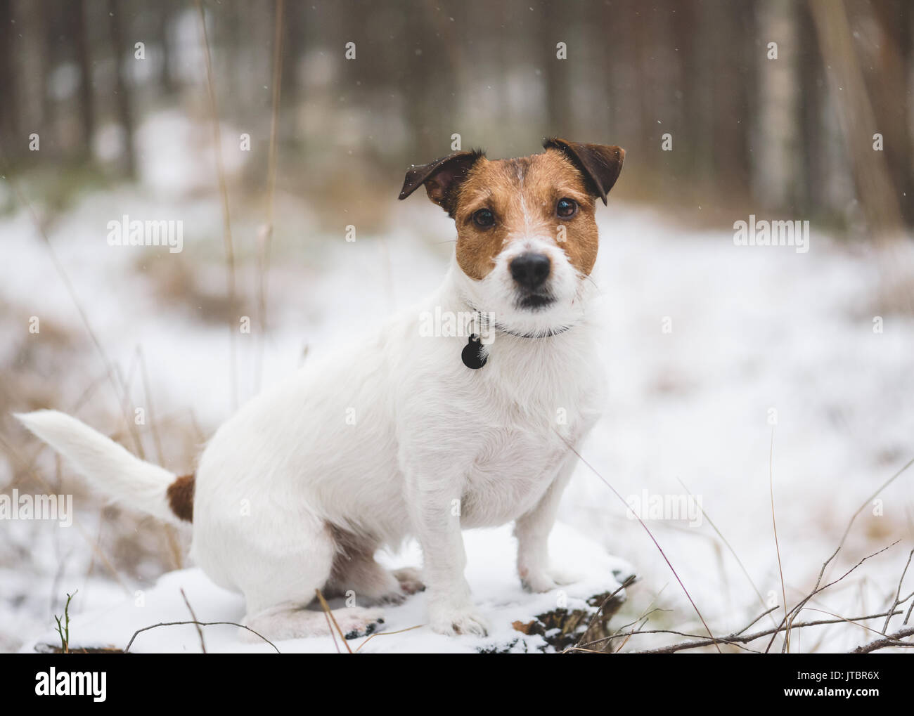 Cute cane seduto alla foresta invernale sul moncone coperte di neve Foto Stock