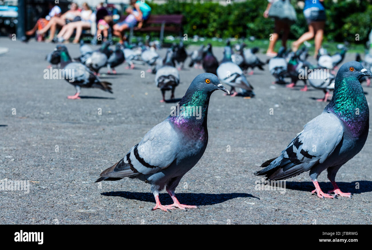 Feral Pigeon piccioni alimentare Foto Stock