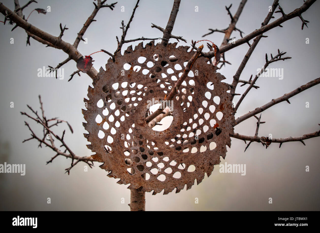 Disco circolare agganciata su un albero nella foresta Foto Stock