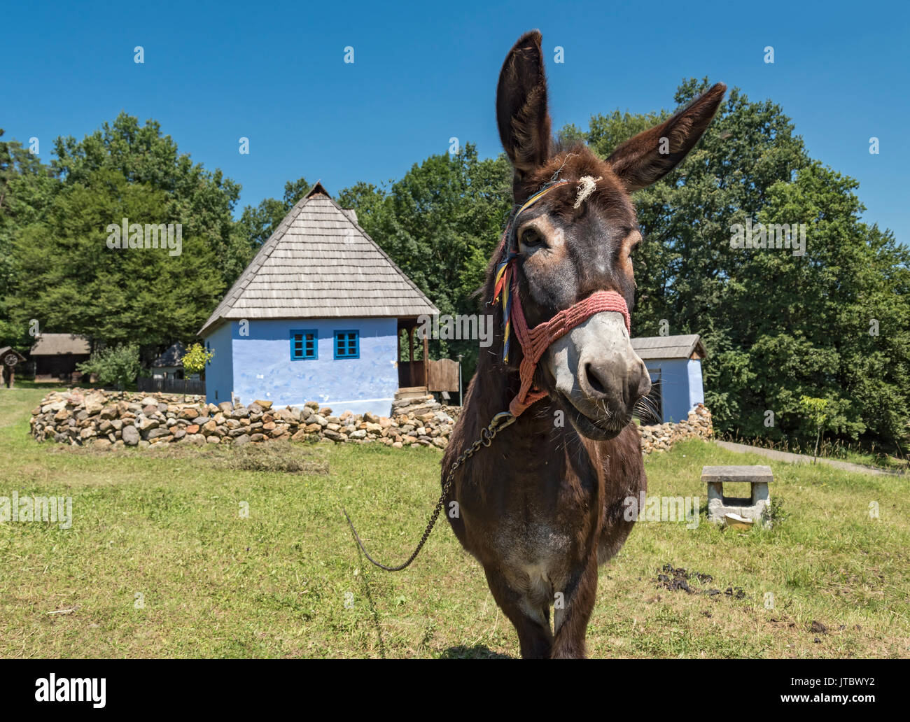 Asino in Astra Museo della Musica Folk tradizionale civiltà, Sibiu, Romania Foto Stock