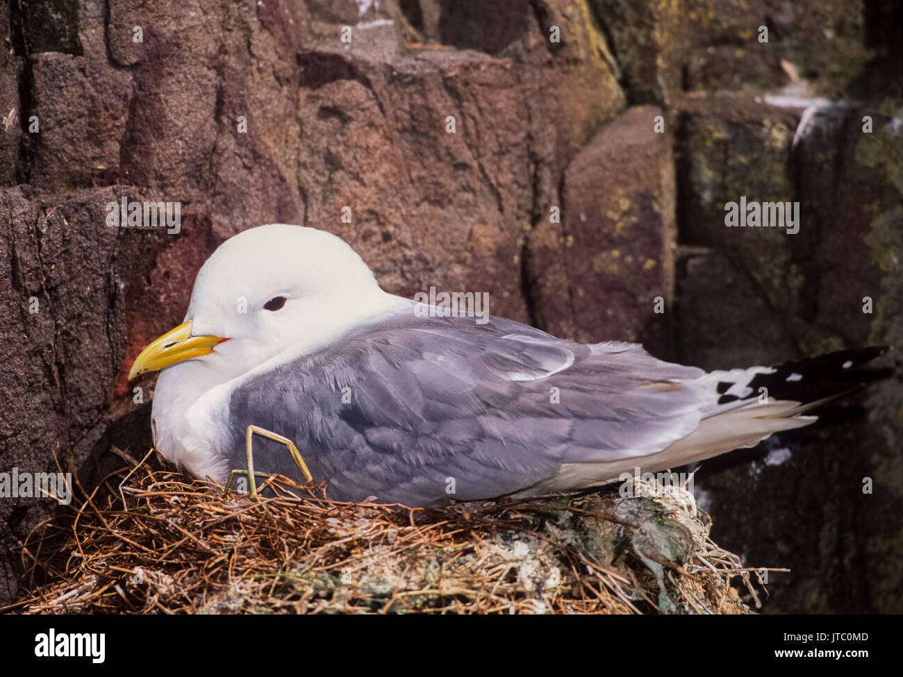 Kittiwake o nero zampe (kittiwake Rissa tridactyla), farne Islands, Northumberland, Regno Unito, Isole britanniche Foto Stock