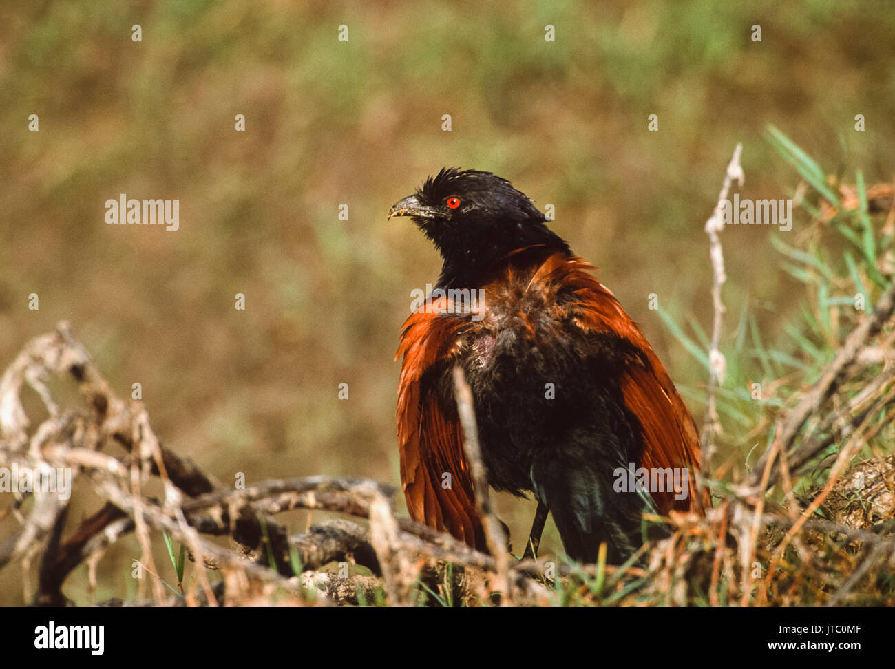 Maggiore Coucal, (Centropus sinenesis), prendere il sole a liberarsi del piumaggio da parassiti, Keoladeo Ghana National Park, Bharatpur Rajasthan, India Foto Stock