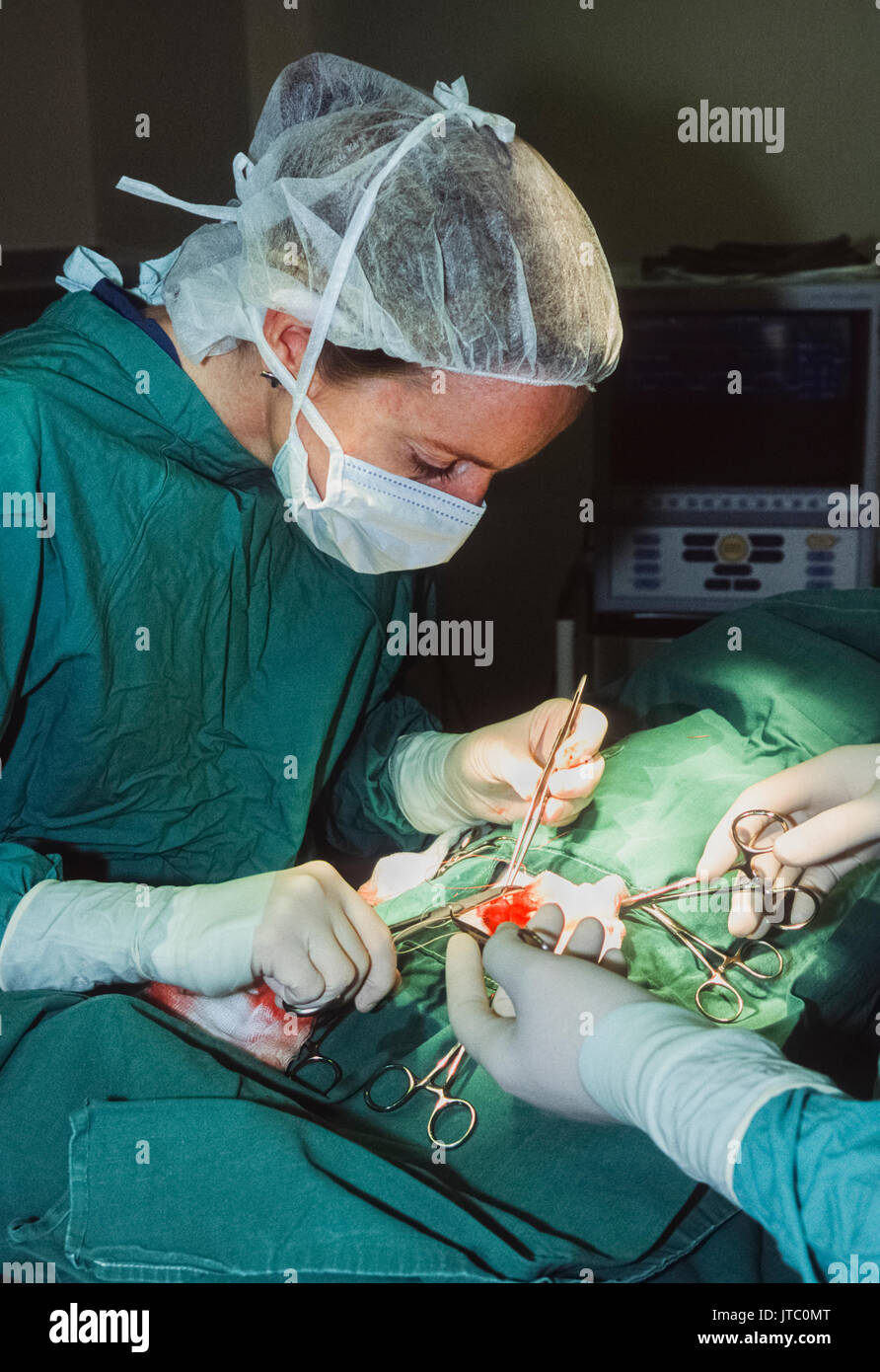 Veterinario, operando, Blue Cross Animal Hospital, Victoria, London, Regno Unito Foto Stock