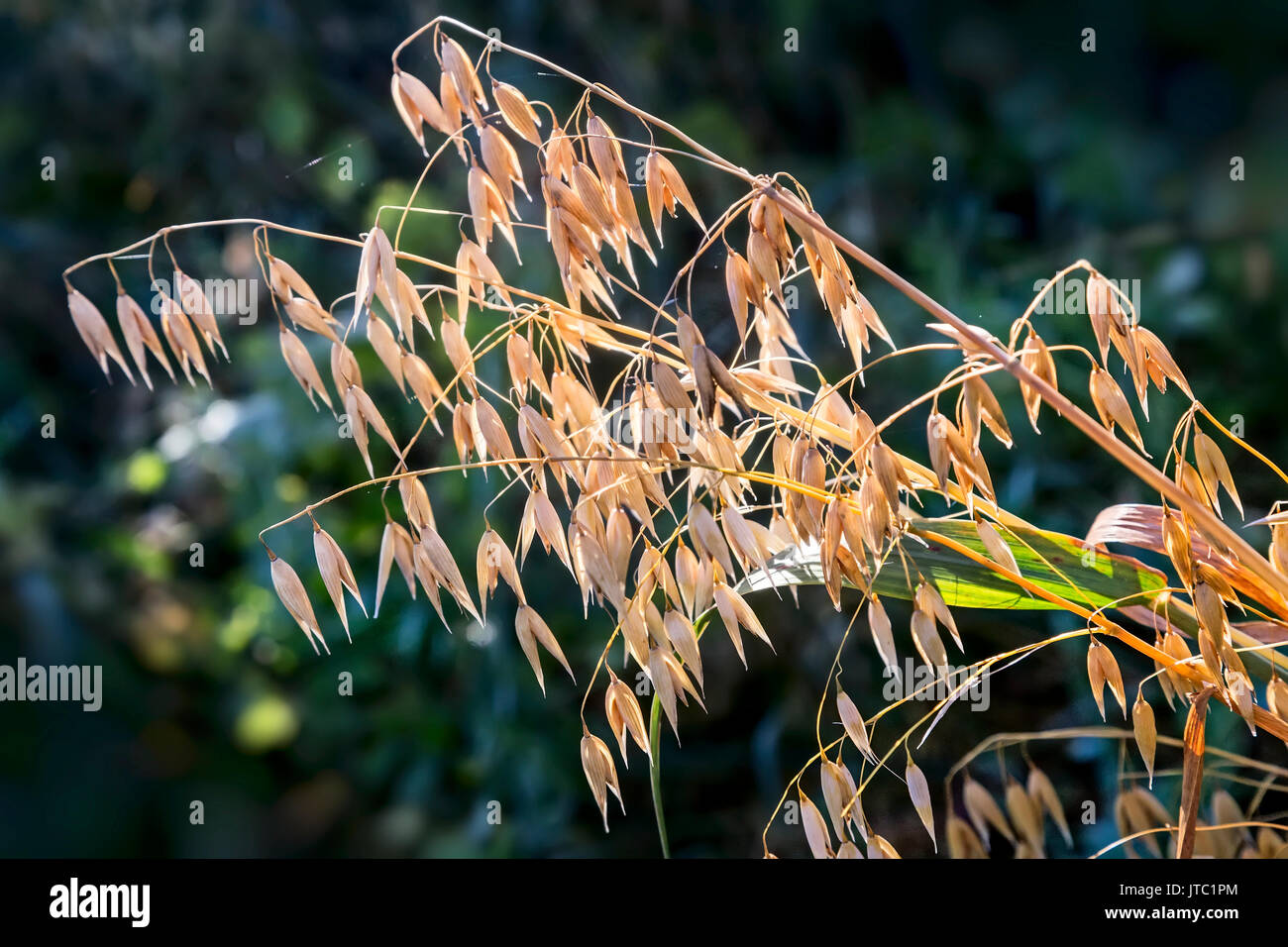 Stagionati di orecchie di avena nel campo Foto Stock