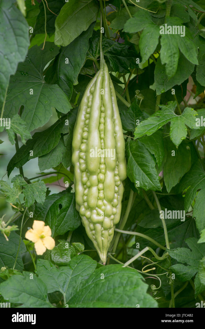 Gourd amaro: Momordica charantia. Il giardino botanico. Foto Stock