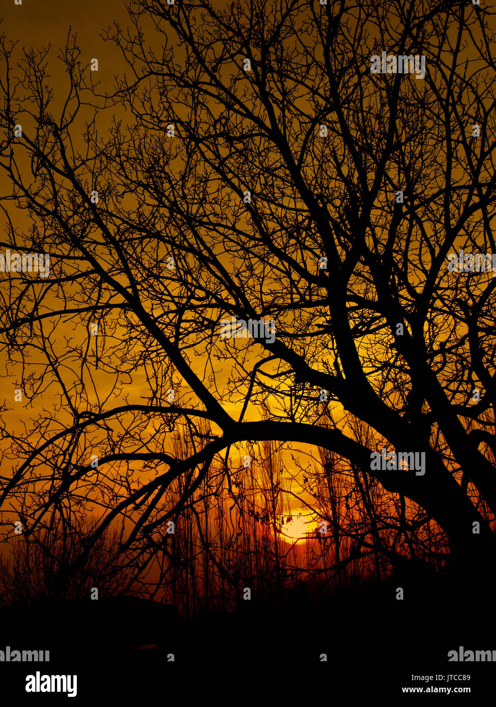 Golden Sunset .uno splendido scenario ,sunray torna di alberi Foto Stock