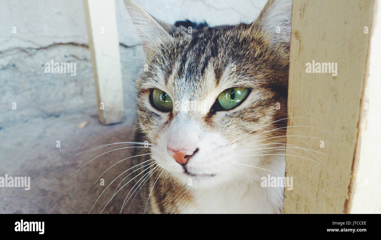 Bella bella gatto con gli occhi verdi. Foto Stock