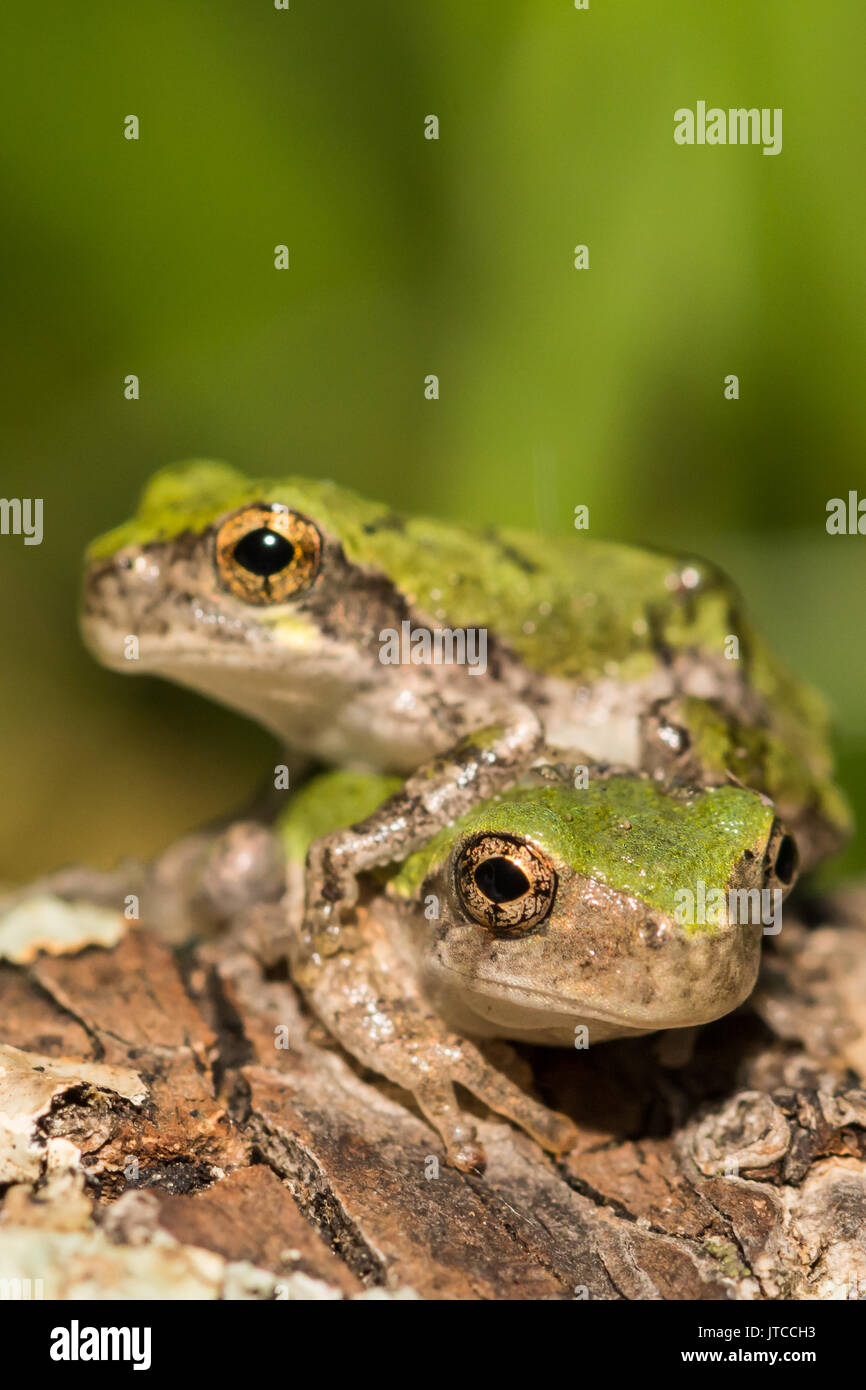 Una chiusura di due grigio Raganella metamorphs. Foto Stock