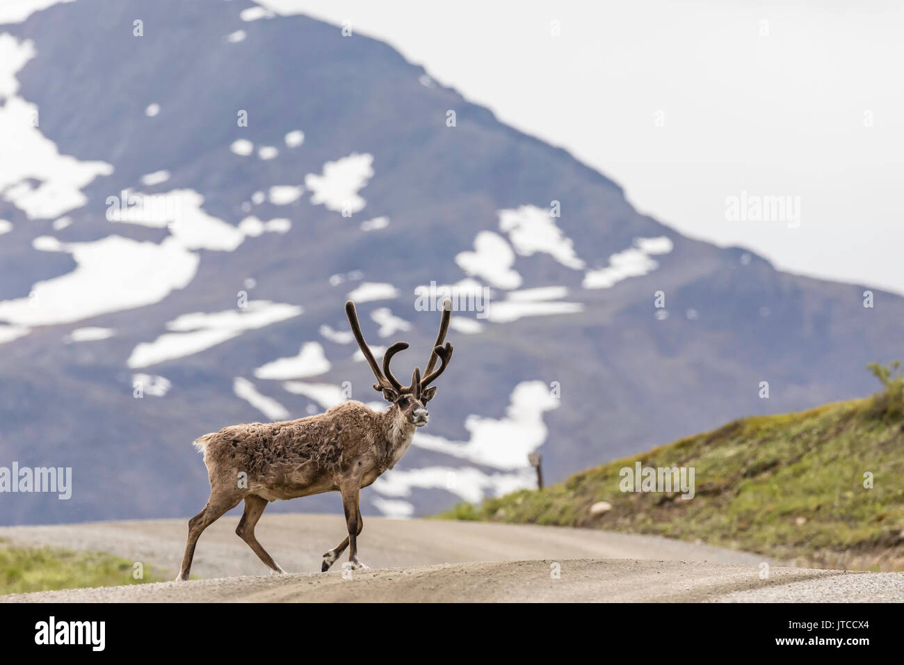 Caribou Coffee Company che attraversano il parco Road presso l'autostrada passano nel Parco Nazionale di Denali in Alaska interiore. Foto Stock