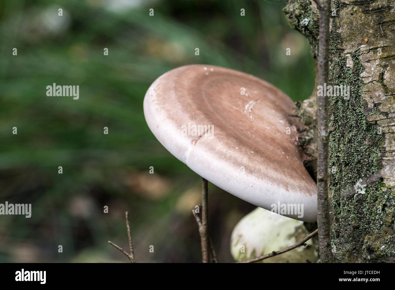 Birch polypore o fungo Razorstrop (Piptoporus betulinus) crescente sul tronco di betulla dell'Etna. Foto Stock