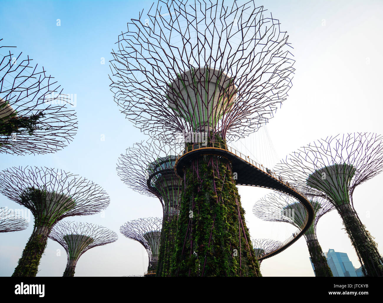 Singapore - Lug 5, 2015. Parte superiore del Supertree Grove in Singapore. Un supertree è un unico albero filogenetico assemblato da una combinazione di ph minore Foto Stock