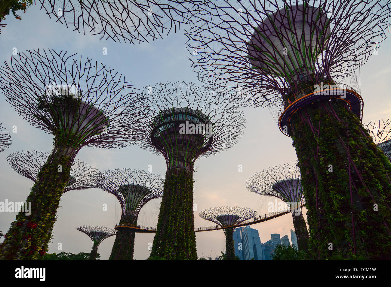 Singapore - Lug 5, 2015. Supertree Grove al tramonto in Singapore. Un supertree è un unico albero filogenetico assemblato da una combinazione di piccoli phy Foto Stock