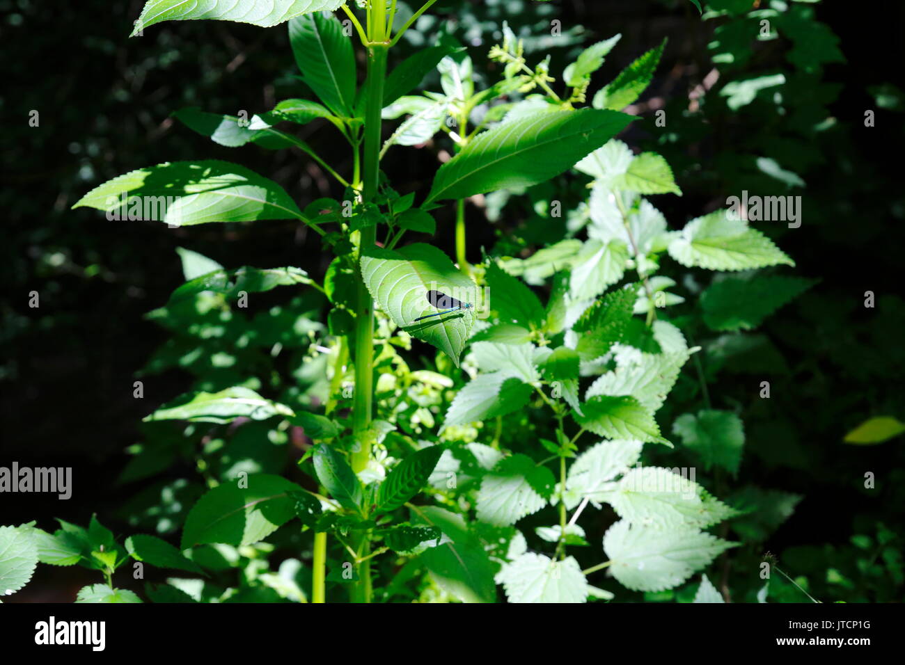 Libelle, odonati tarnt sich im Gebüsch Foto Stock