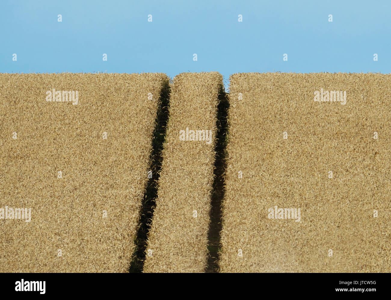 Un raccolto macchina di spruzzatura spruzzatura di un campo di grano in West Lothian, Scozia. Foto Stock