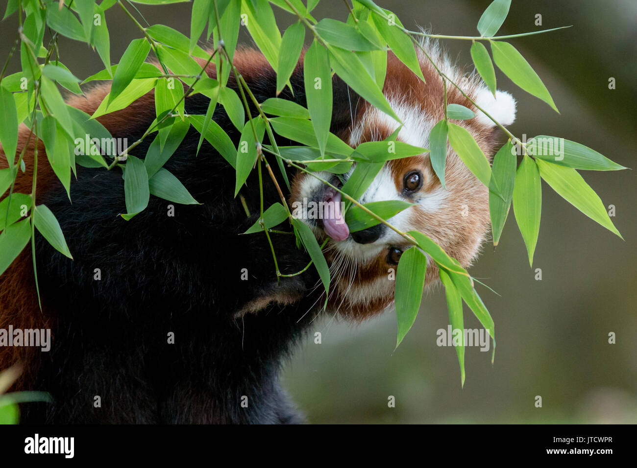 Panda rosso mangiare Foto Stock