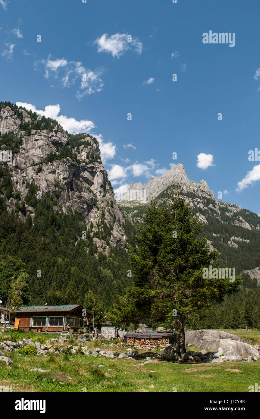 Italia: un gigantesco abete in Mello Valley, una verde vallata circondata da montagne di granito e alberi da foresta, noto come il poco italiano Yosemite Valley Foto Stock