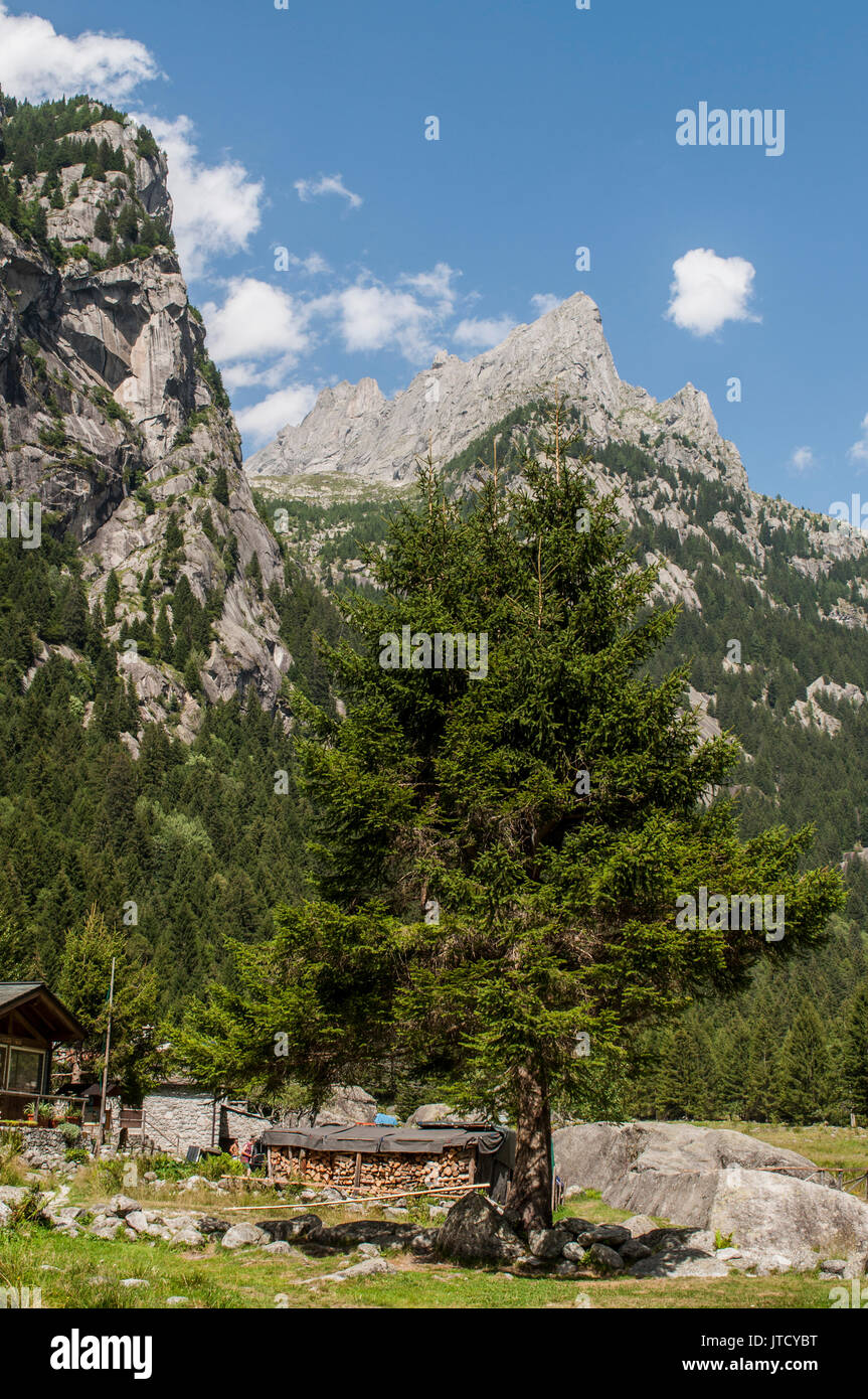 Italia: un gigantesco abete in Mello Valley, una verde vallata circondata da montagne di granito e alberi da foresta, noto come il poco italiano Yosemite Valley Foto Stock