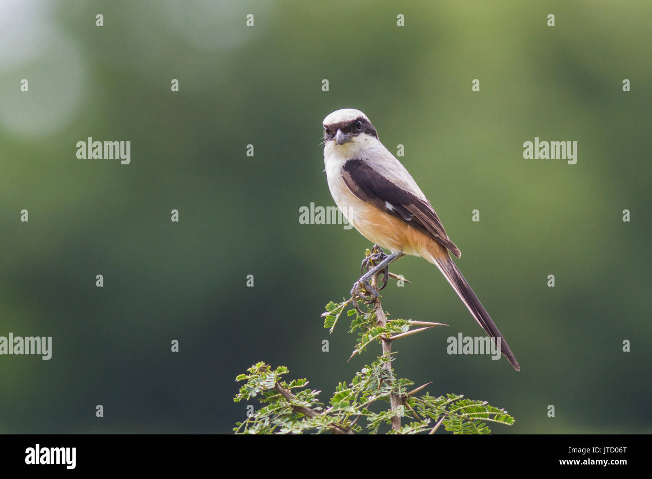 Lunga coda di shrike (Lanius schach) nelle praterie di Pune Foto Stock