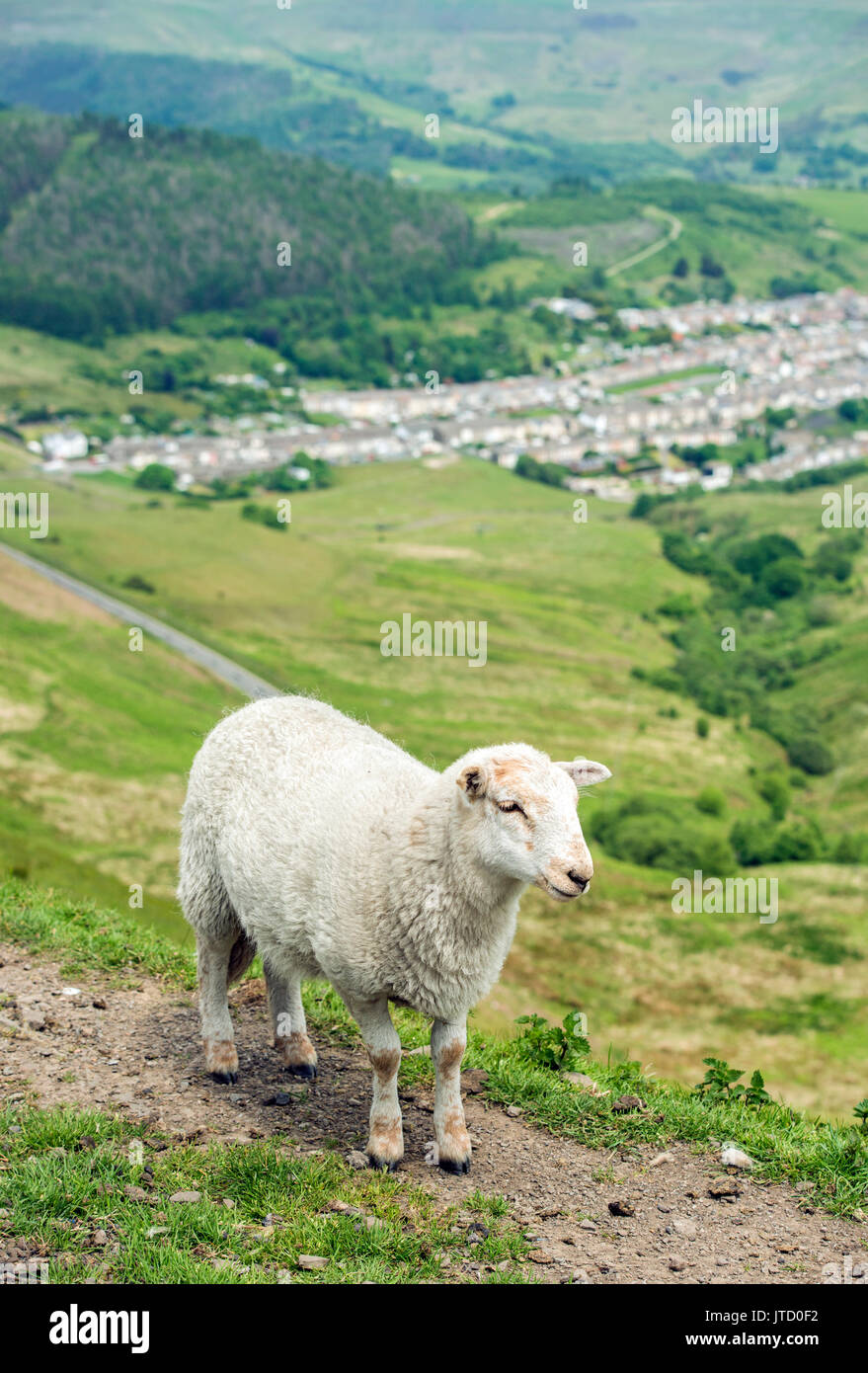 Agnello al di sopra della Rhondda Valley South Wales Foto Stock