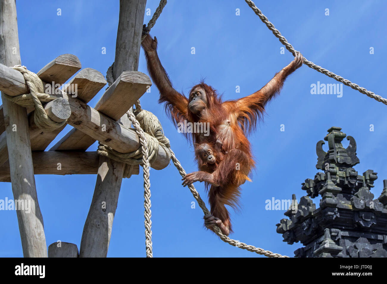 Orangutan di Sumatra / orang-utang (Pongo abelii) femmina con il bambino aggrappato sul suo ventre attraversante su funi in zoo, nativo di Sumatra Foto Stock