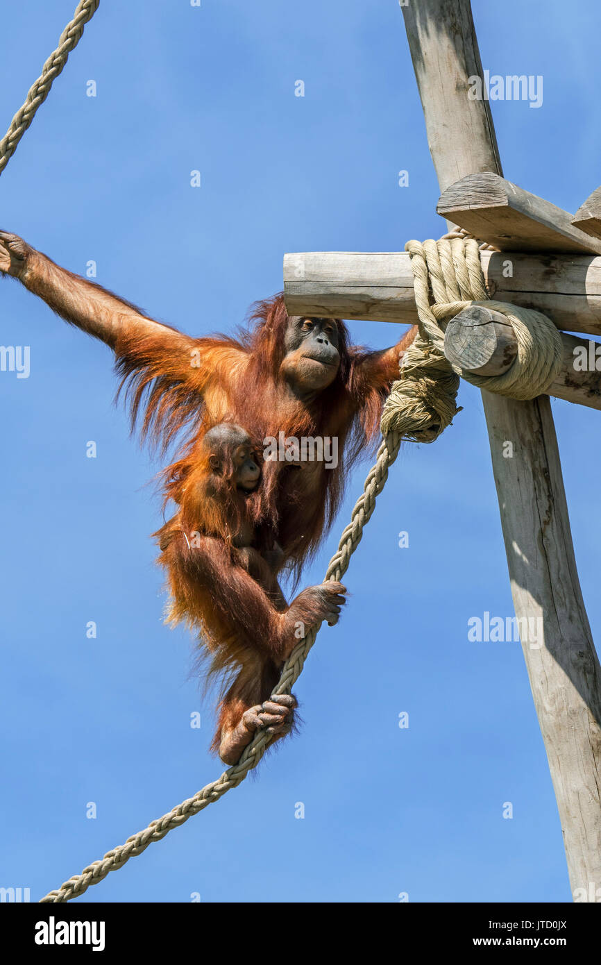 Orangutan di Sumatra / orang-utang (Pongo abelii) femmina con il bambino aggrappato sul suo ventre attraversante su funi in zoo, nativo di Sumatra Foto Stock