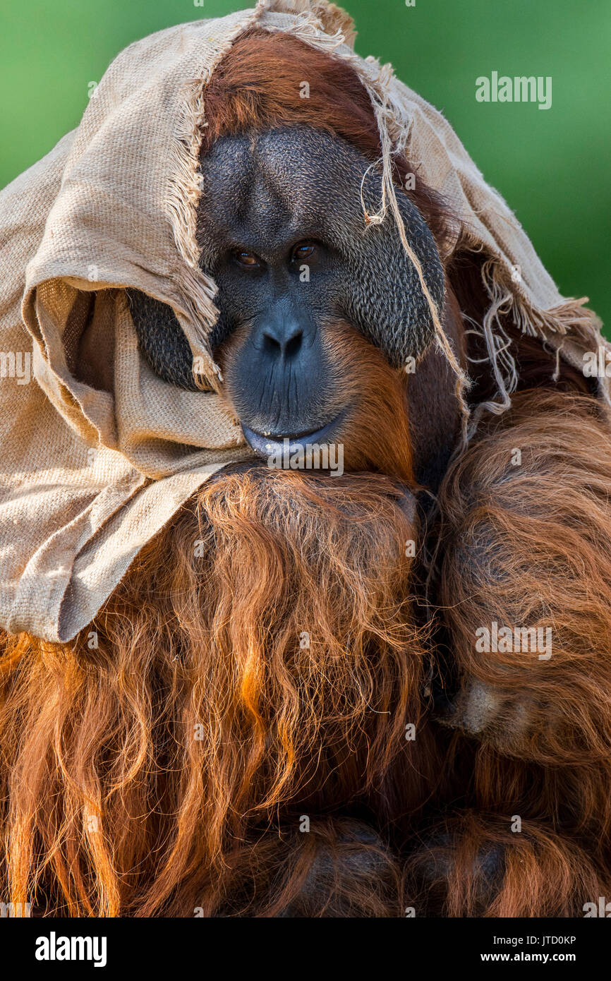 Orangutan di Sumatra / orang-utang (Pongo abelii) maschio avvolto nel panno in zoo che mostra grande guancia lembi, nativo di Sumatra Foto Stock