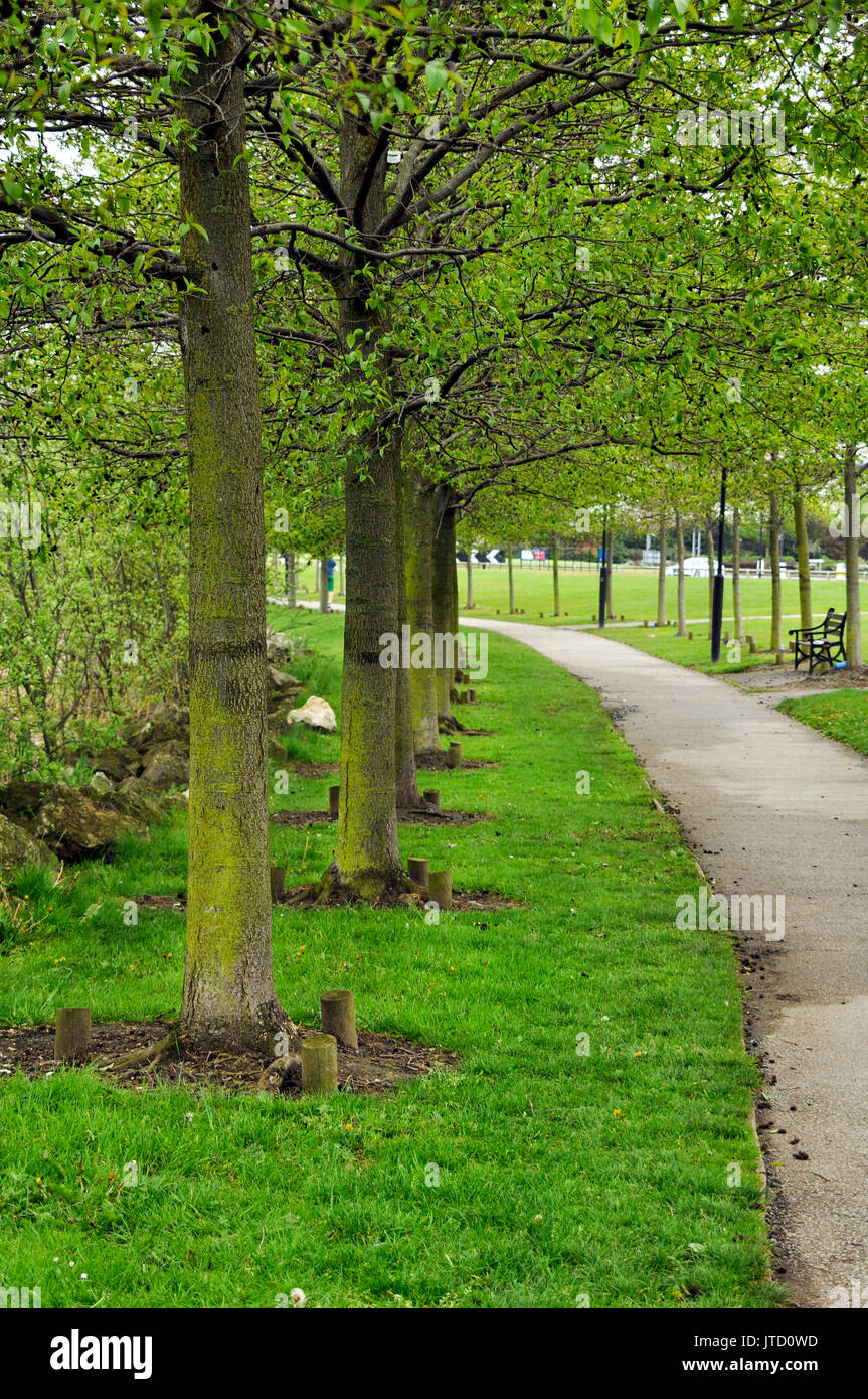 Passeggiata nella natura, Paesaggio fatto dall'uomo, Row of Tree Trunks, verde, Walkway, Panchina, cespugli, arbusti, Ritratto, percorso, alberi, Erba e sporcizia, lampada posta Foto Stock