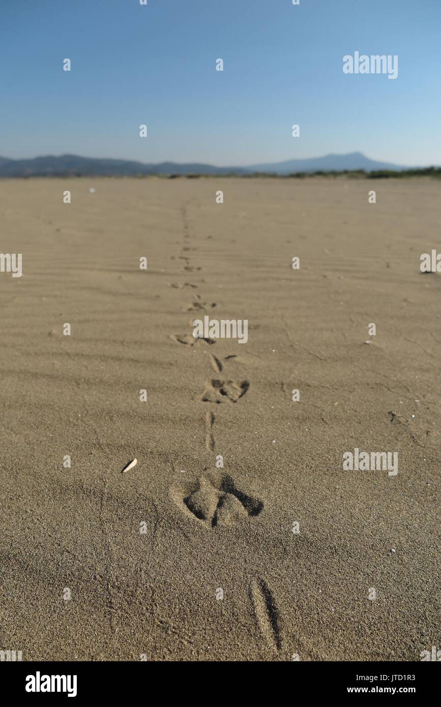 Footprint di uccelli nella sabbia Foto Stock