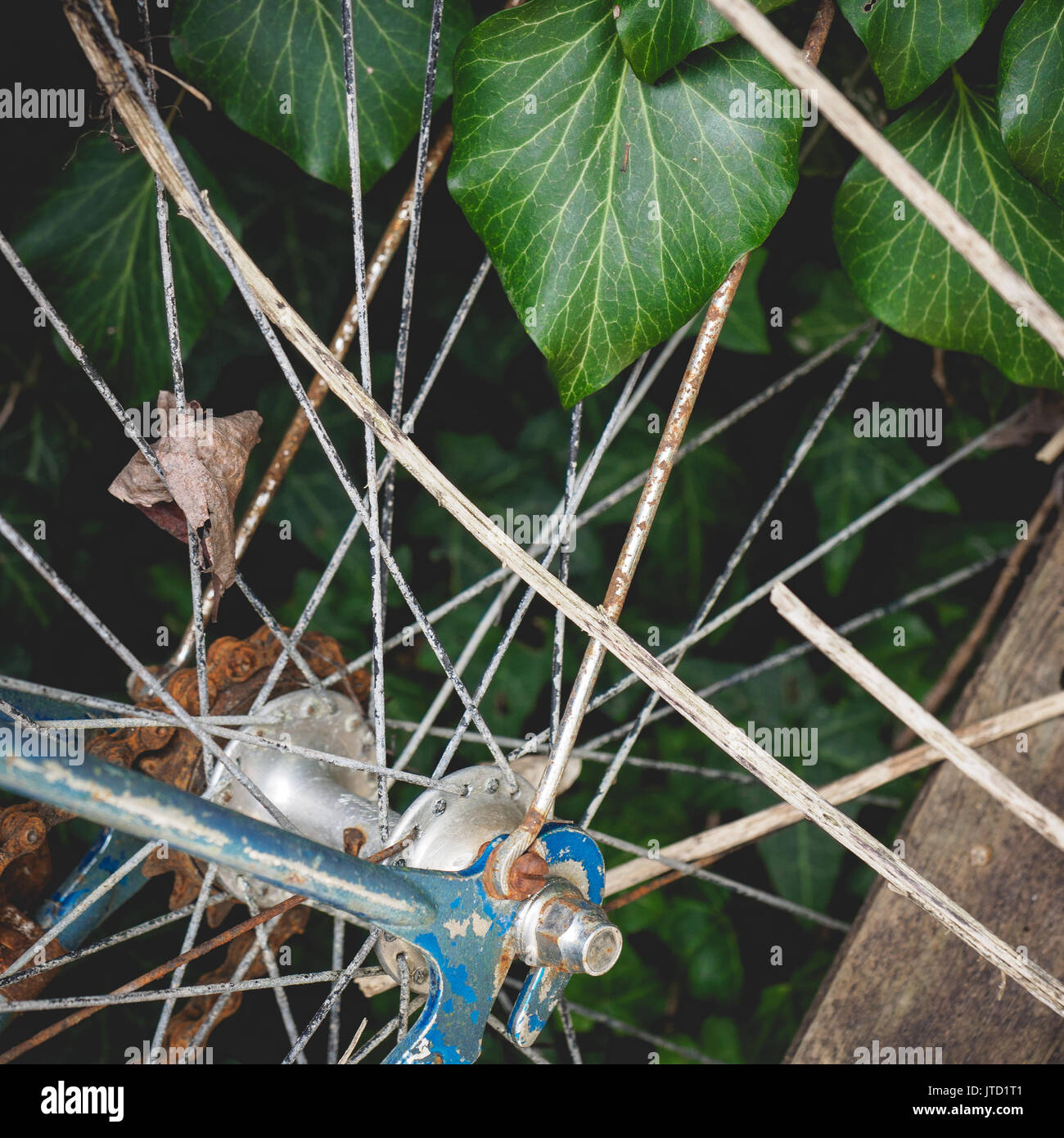 Dettaglio di un vecchio abbandonato vintage bicicletta arrugginita con ivy sullo sfondo trovato nel capannone rurale nella campagna italiana. Foto Stock