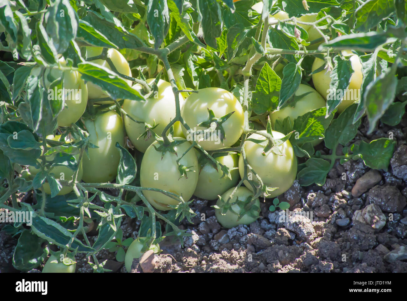 I pomodori in crescita in campo Foto Stock