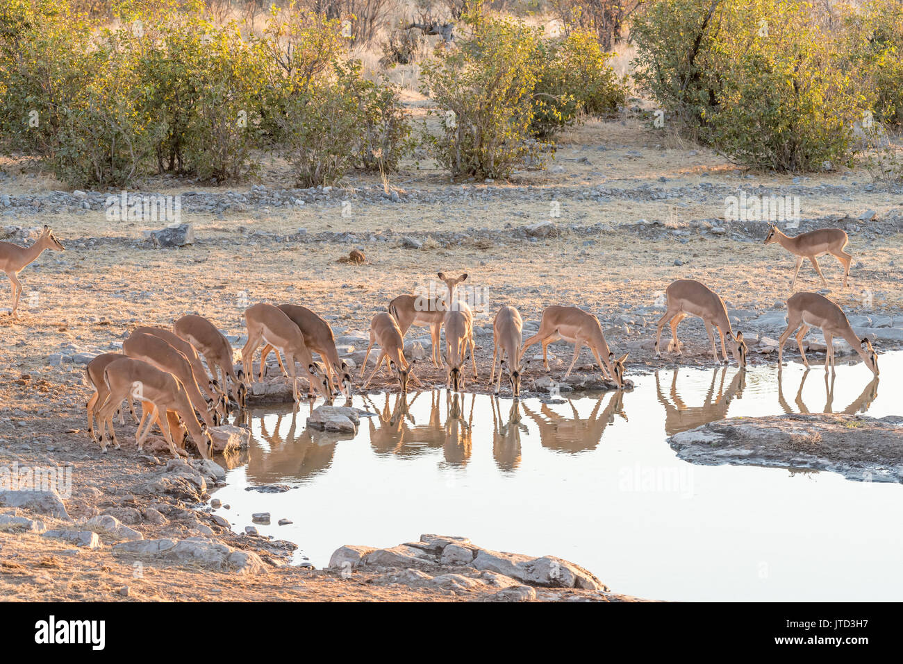 Una mandria di gli impala dal muso nero, Aepyceros melampus, a waterhole in Namibia settentrionale. Solo le femmine ana un sub-maschio adulto sono visibili Foto Stock