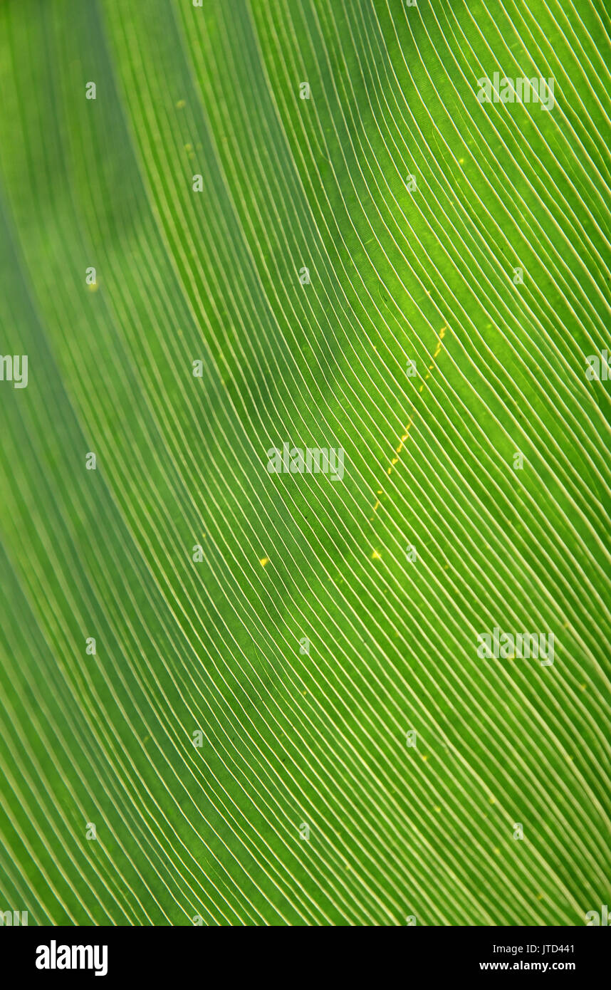 Foresta pluviale tropicale vegetazione Foto Stock