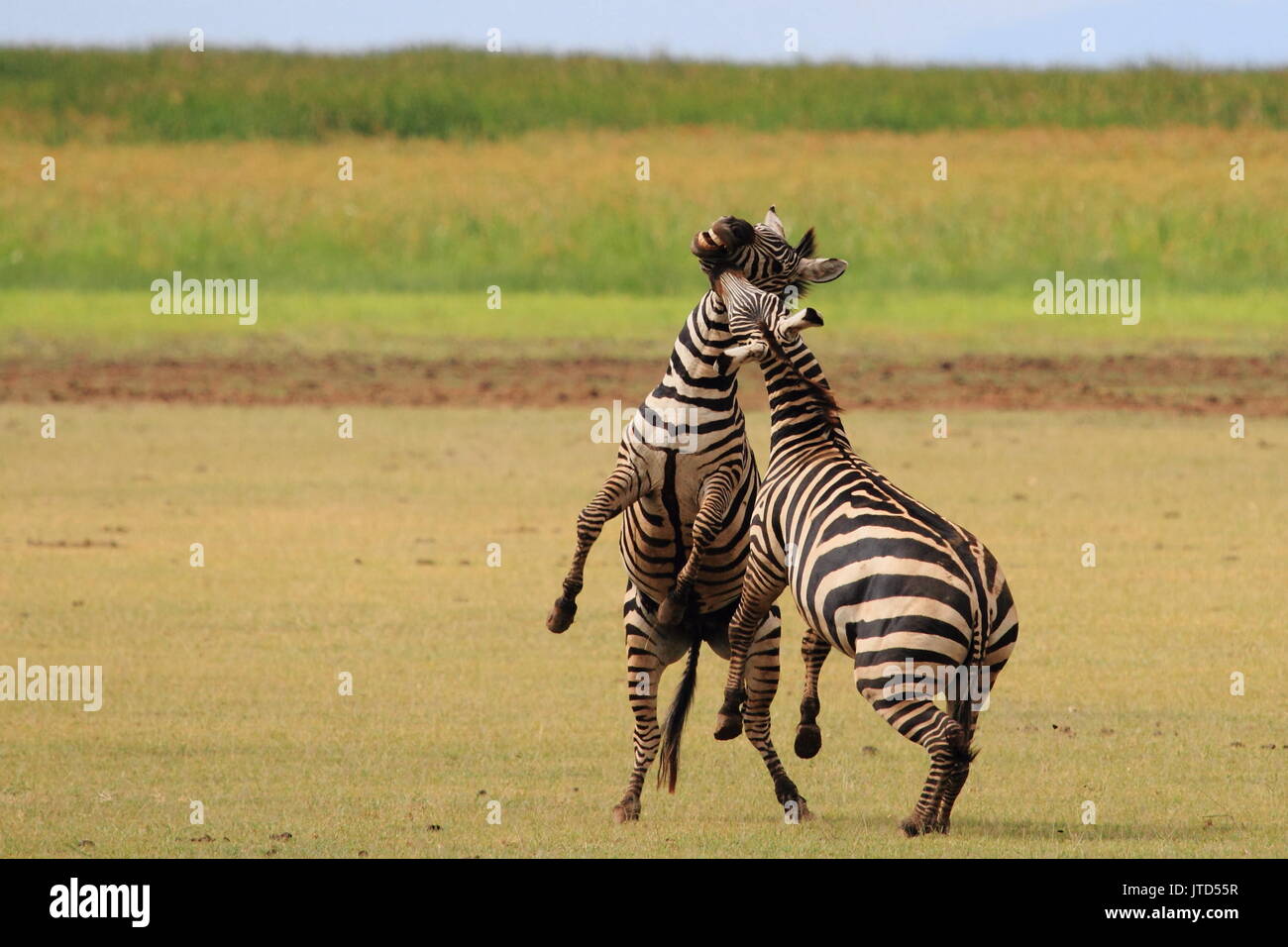 Due zebre maschio in lotta per il controllo della mandria e il paese vicino al Lago Manyara, nel nord della Tanzania Foto Stock
