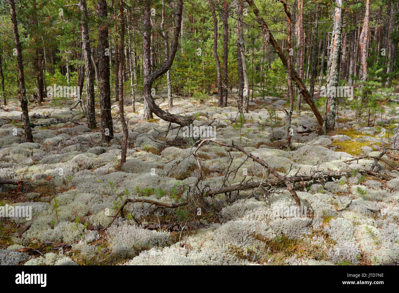 Isola di Kihnu foresta di pini. L'Estonia. 5 agosto 2017 Foto Stock