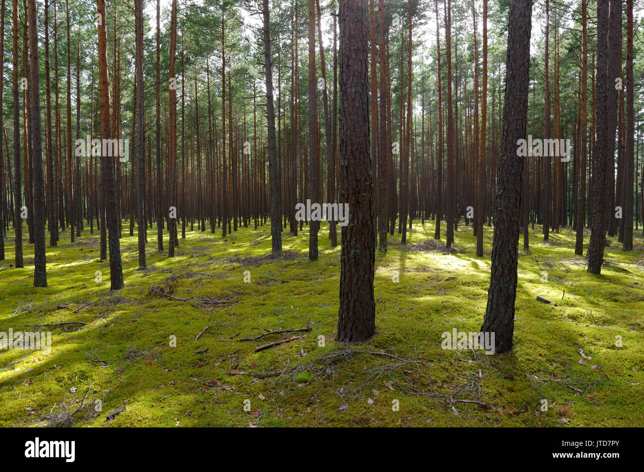 Isola di Kihnu foresta di pini. L'Estonia. 5 agosto 2017 Foto Stock