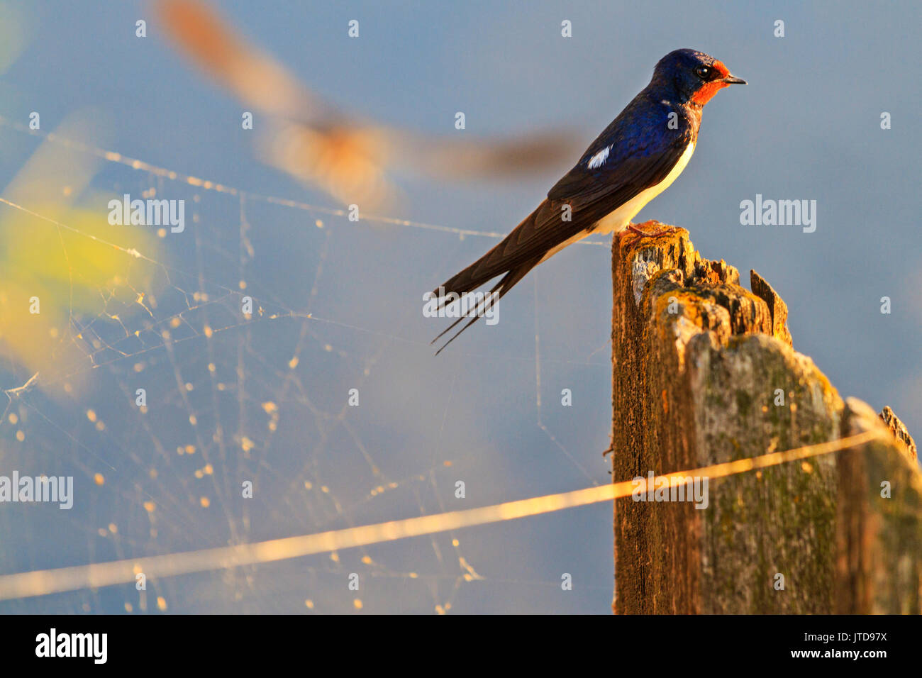 Signore di reti , swallow si siede accanto alla spider web , la fauna selvatica Foto Stock