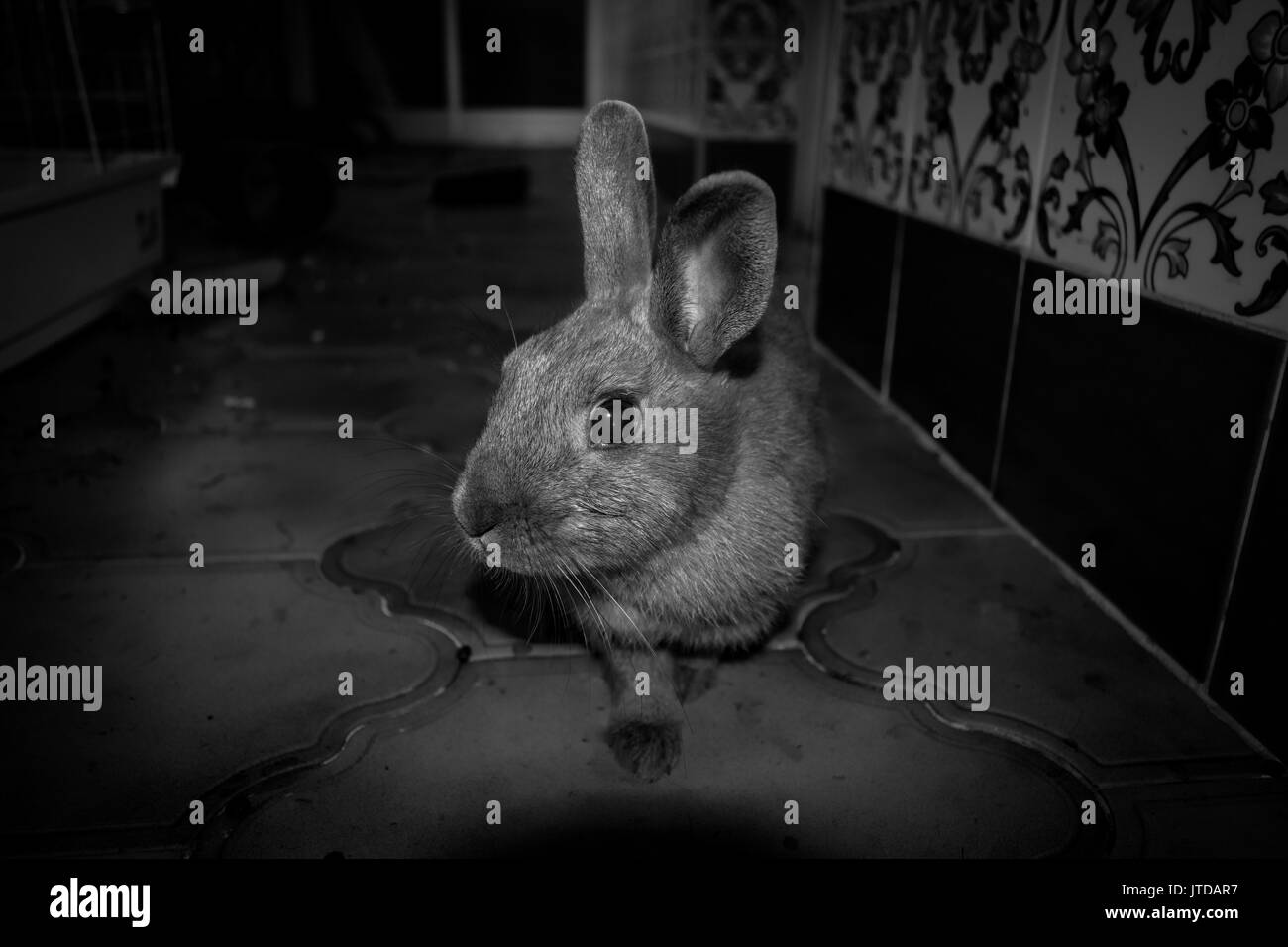 Un ritratto del mio coniglio a casa in bianco e nero Foto Stock