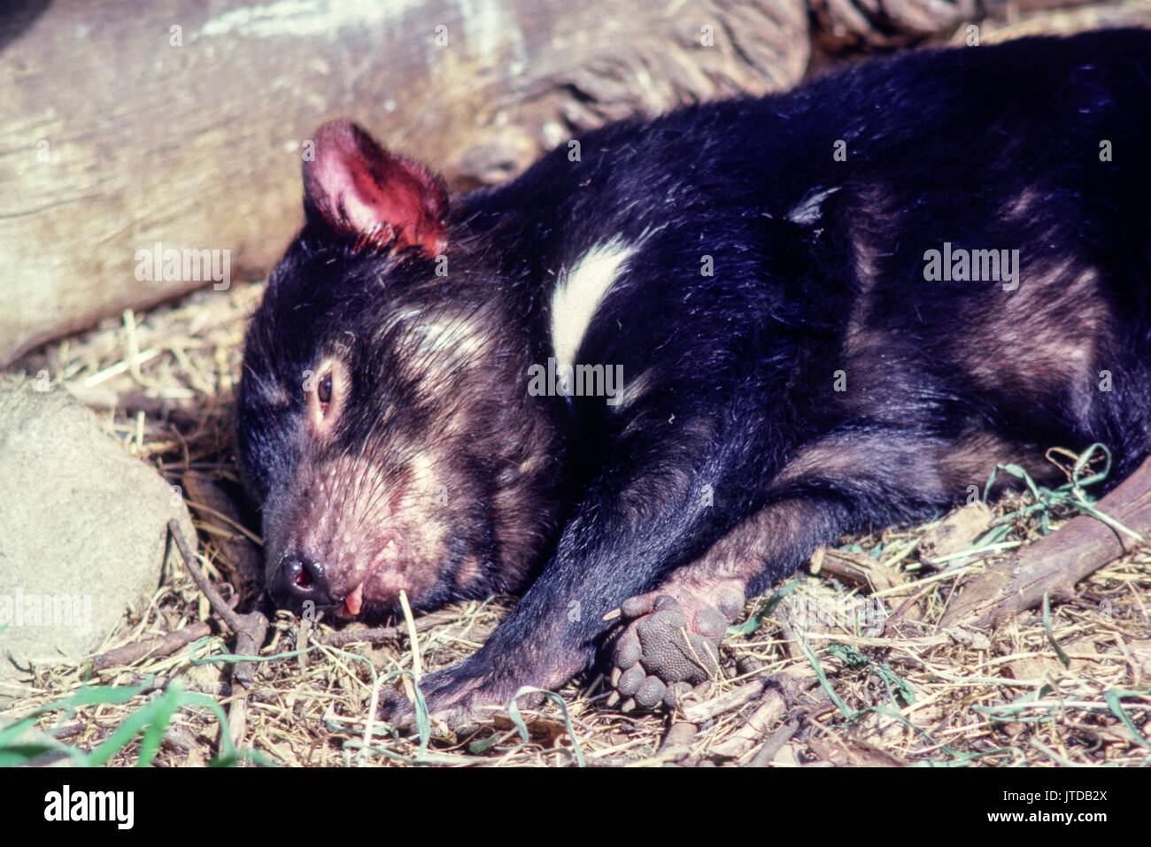 Dormire diavolo della Tasmania close up, australia Foto Stock