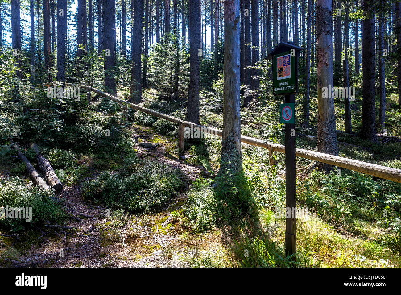 Conifere forestali della Repubblica Ceca marcare il confine della riserva naturale nazionale a Sumava Woods dove l'accesso è vietato, il Parco nazionale di Sumava Foto Stock