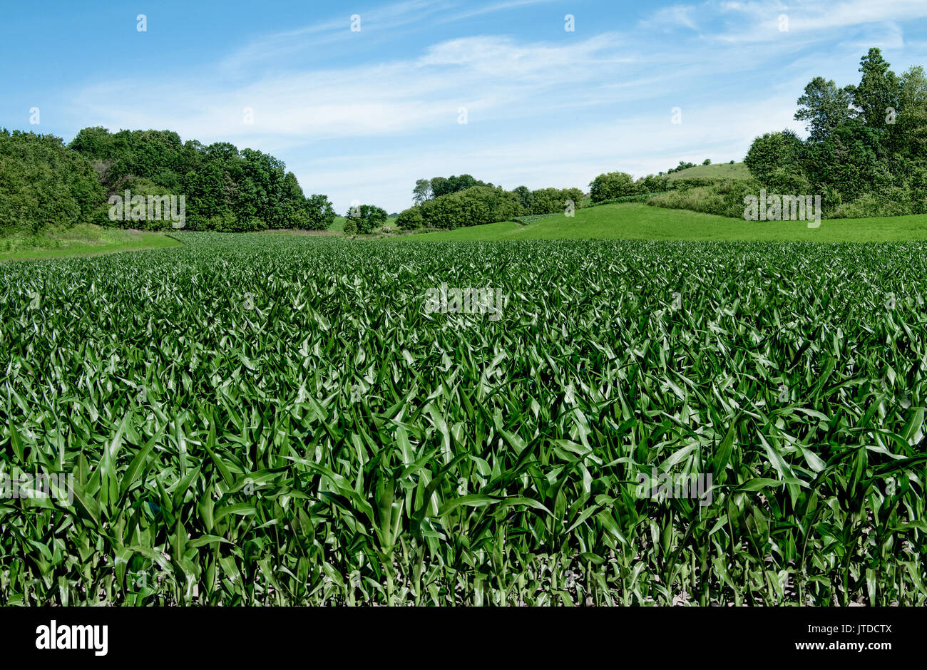 Campi di mais sul quarto di luglio: stocchi mais raggiungono un'altezza di 3-4 piedi ai primi di luglio su una piccola fattoria nel sud del Wisconsin. Foto Stock