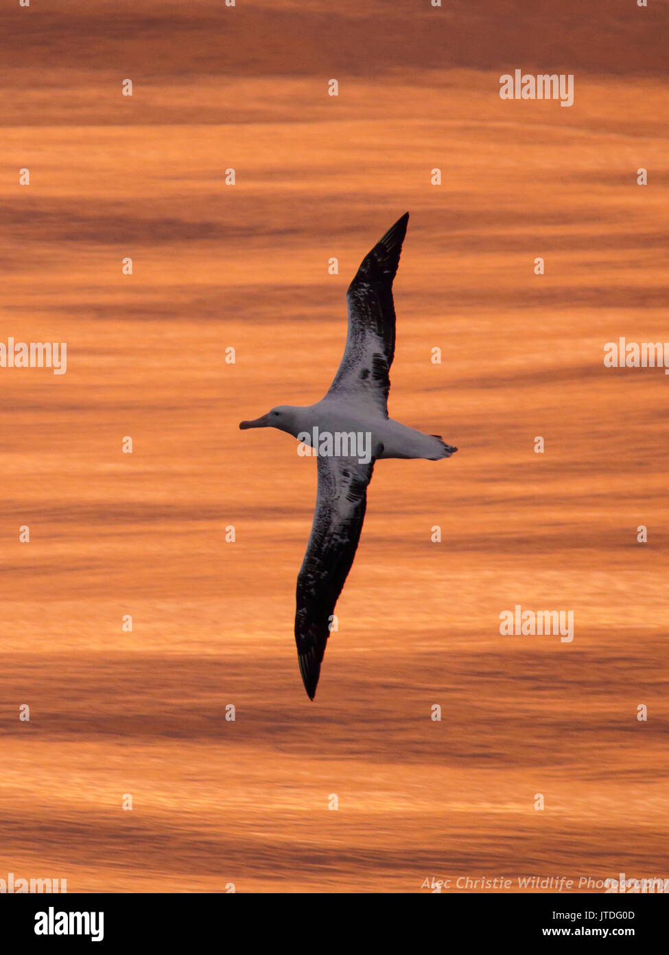 Albatro errante di sunrise al di sopra del passaggio di Drake, Oceano Meridionale. Foto Stock