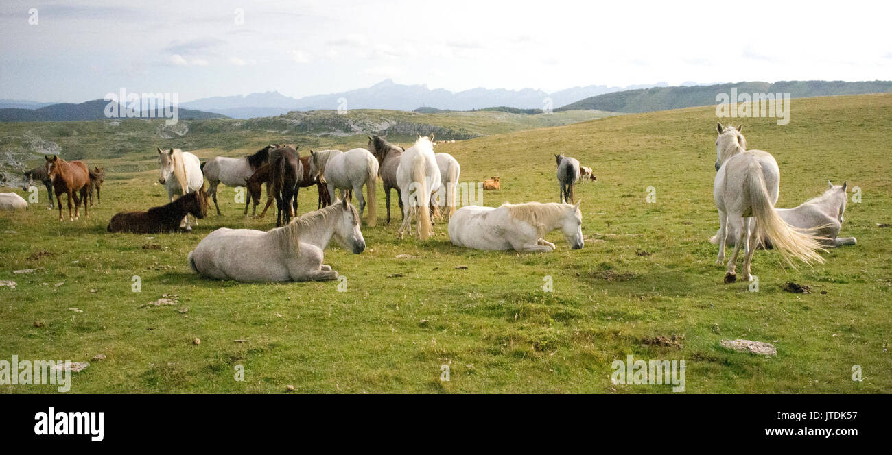 Cavalli in appoggio nelle Alpi francesi montagne Foto Stock