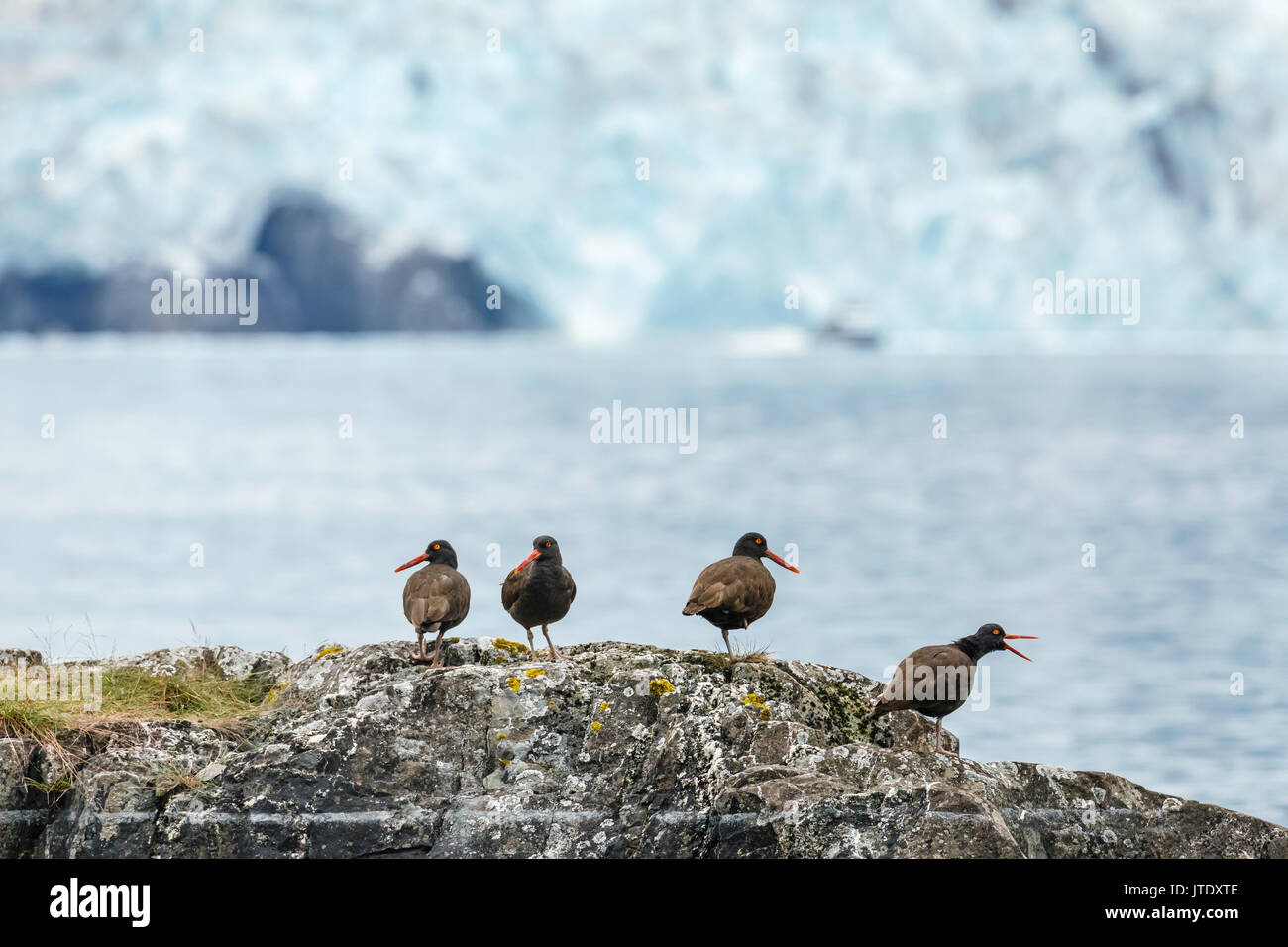 Nero (Oystercatchers Haematopus bachmani) su roccia lungo la sorpresa in ingresso Harriman Fjord in Prince William Sound in Alaska centromeridionale. Foto Stock