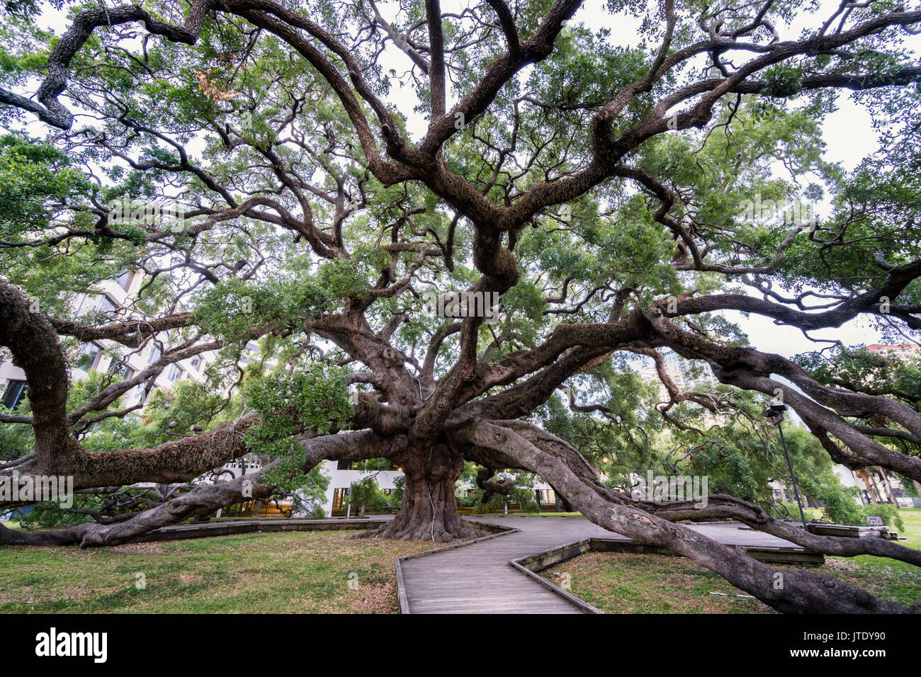 Trattato maestosa quercia, Jacksonville, Florida Foto Stock