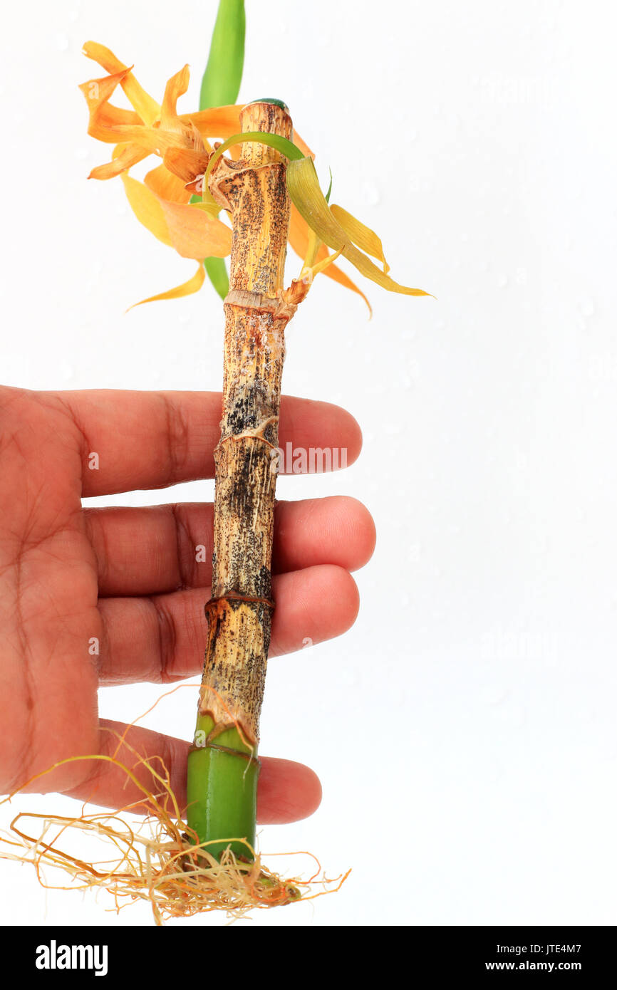 Morendo lucky bambù o noto come dracaena braunii, dracaena sanderiana solated contro uno sfondo bianco Foto Stock